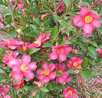 Picture of Camellia Sasanqua