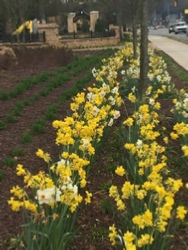 A picture of the rows of daffodils.