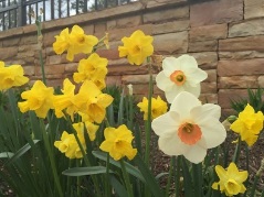 Picture of varieties of Daffodils planted at Daffodil Mile