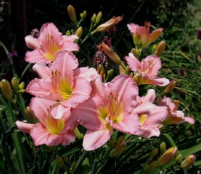 Picture of Daylilies