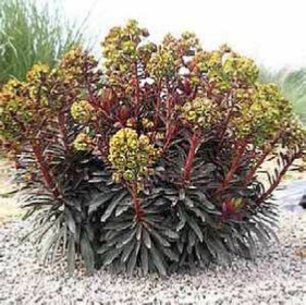 Picture of Euphorbia