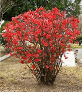 Picture of Flowering Quince 