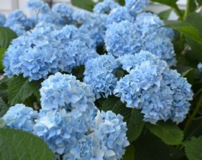 Picture of Hydrangea 'Nikko Blue'