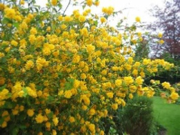 Picture of Kerria japonica 